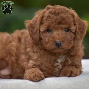 Kory, Miniature Poodle Puppy